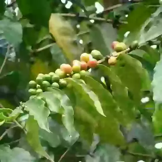 Coffea arabica Coffee Plant 
